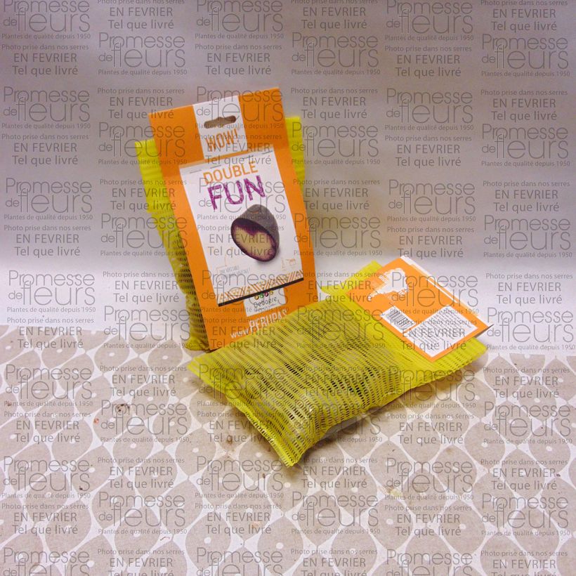 Example of Pommes de terre Double Fun Sac de 25 plants calibre 28/35 mm as you get