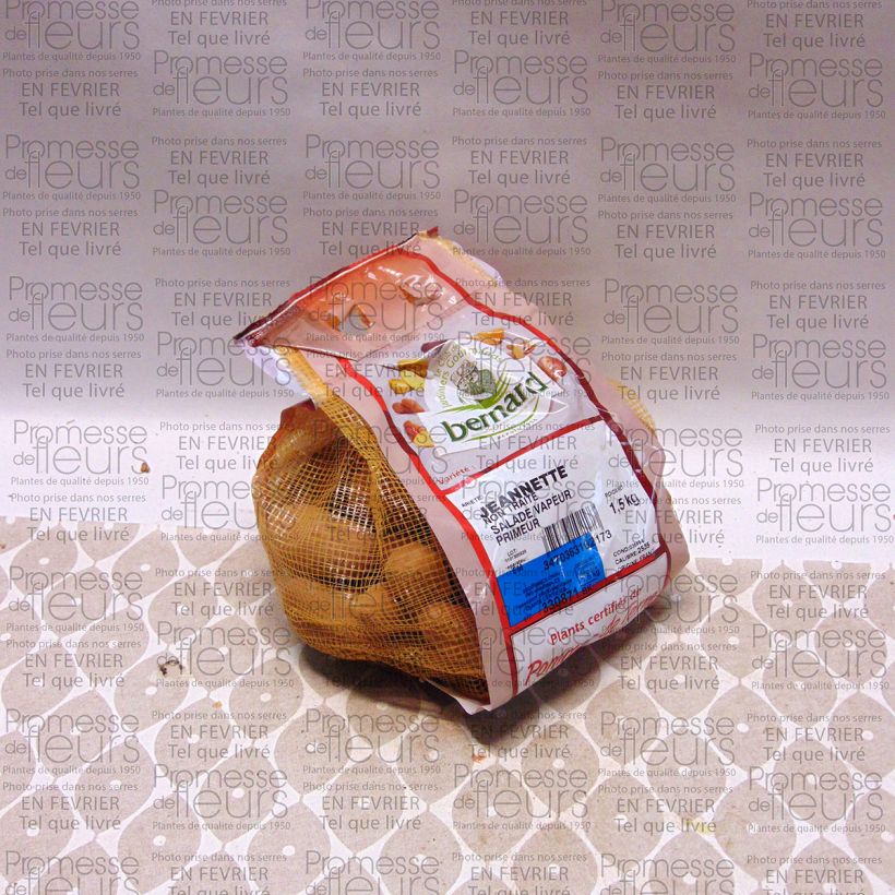 Example of Pommes de terre Jeannette - Solanum tuberosum Pièce calibre 25/35 mm, Sac de 1,5Kg (env. 50 plants) as you get