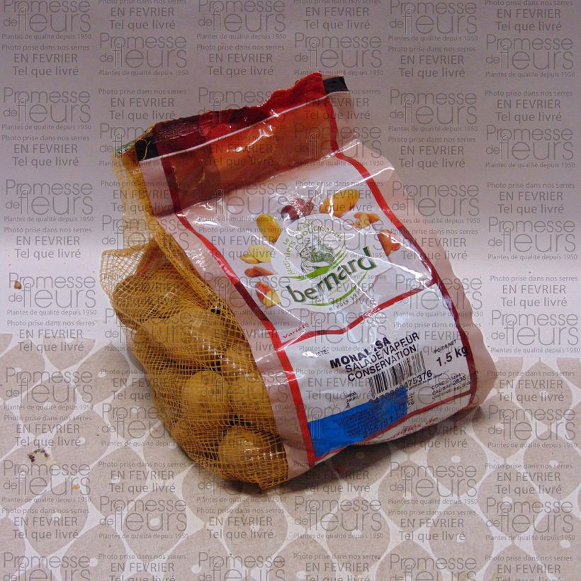 Example of Pommes de terre Mona Lisa - Solanum tuberosum Pièce calibre 28/35 mm, Sac de 1,5Kg (env. 50 plants) as you get