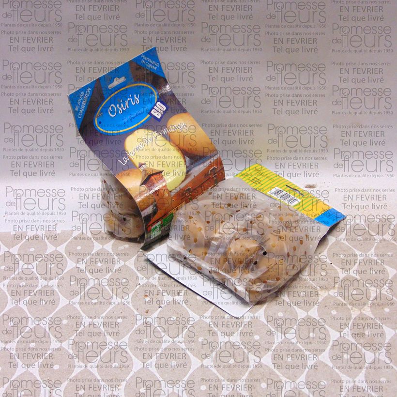 Example of Pommes de terre Osiris Bio Sac de 25 plants calibre 28/45 mm as you get