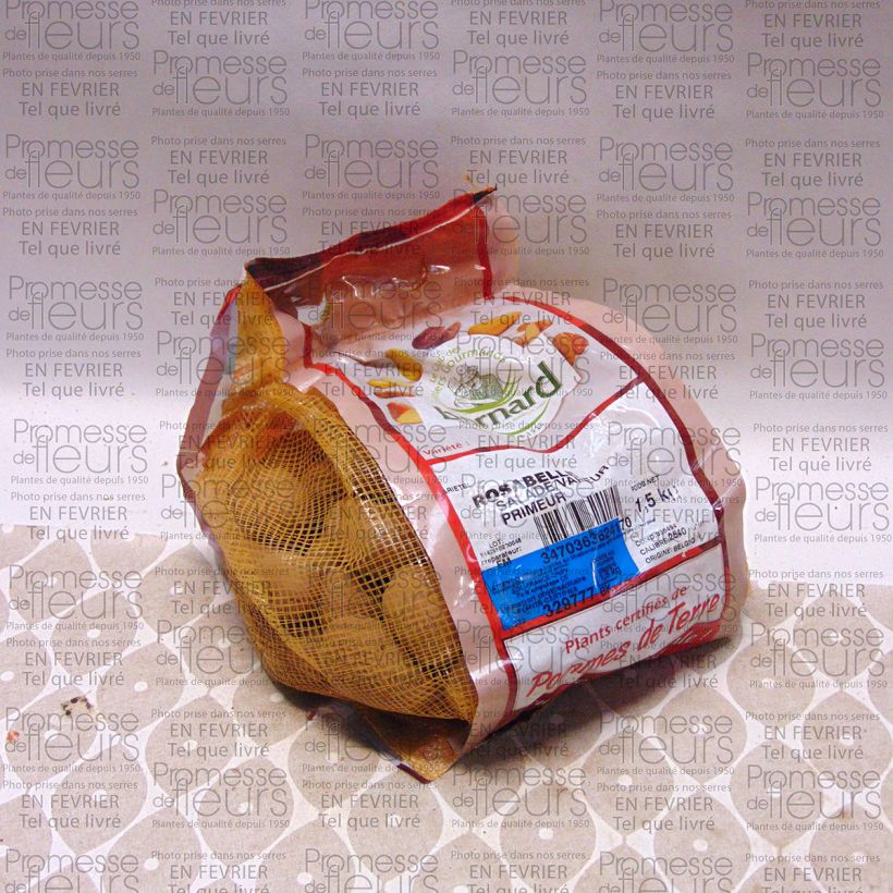 Exemple de spécimen de Pommes de terre Rosabelle - Solanum tuberosum Pièce calibre 25/40 mm, Sac de 1,5Kg (env. 50 plants) tel que livré