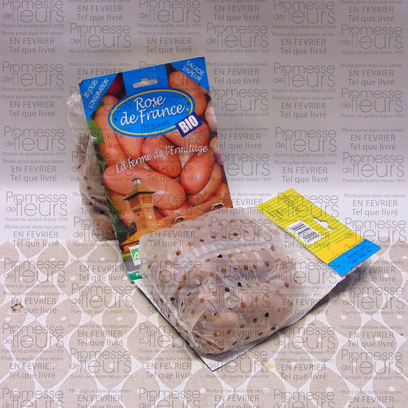 Example of Pommes de terre Rose de France Bio - Solanum tuberosum Sac de 25 plants calibre 25/40 mm as you get