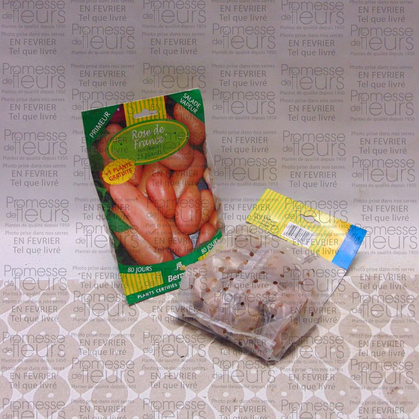Exemple de spécimen de Pommes de terre Rose de France (Cirielle) - Solanum tuberosum Sac de 25 plants calibre 25/35 mm tel que livré