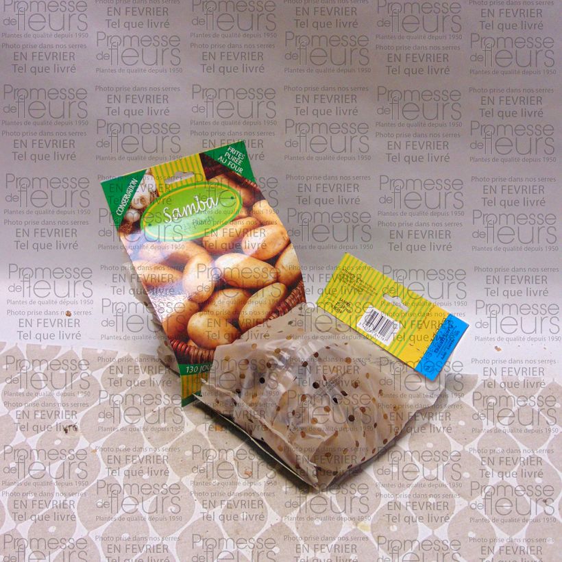 Exemple de spécimen de Pommes de terre Samba - Solanum tuberosum Sac de 25 plants calibre 25/35 mm tel que livré