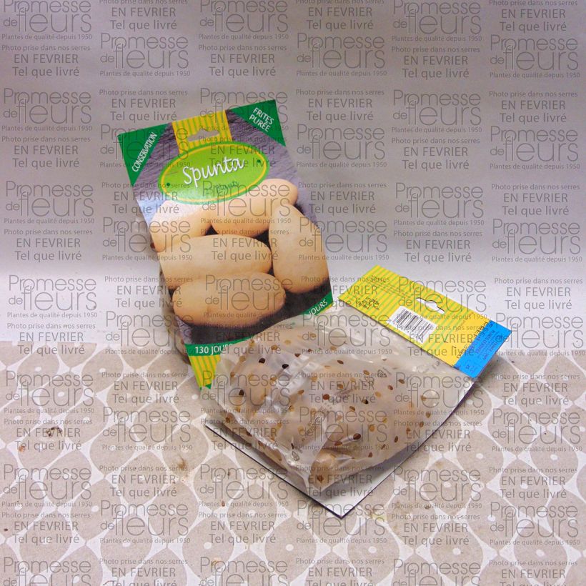 Exemple de spécimen de Pommes de terre Spunta - Solanum tuberosum Sac de 25 plants calibre 25/35 mm tel que livré