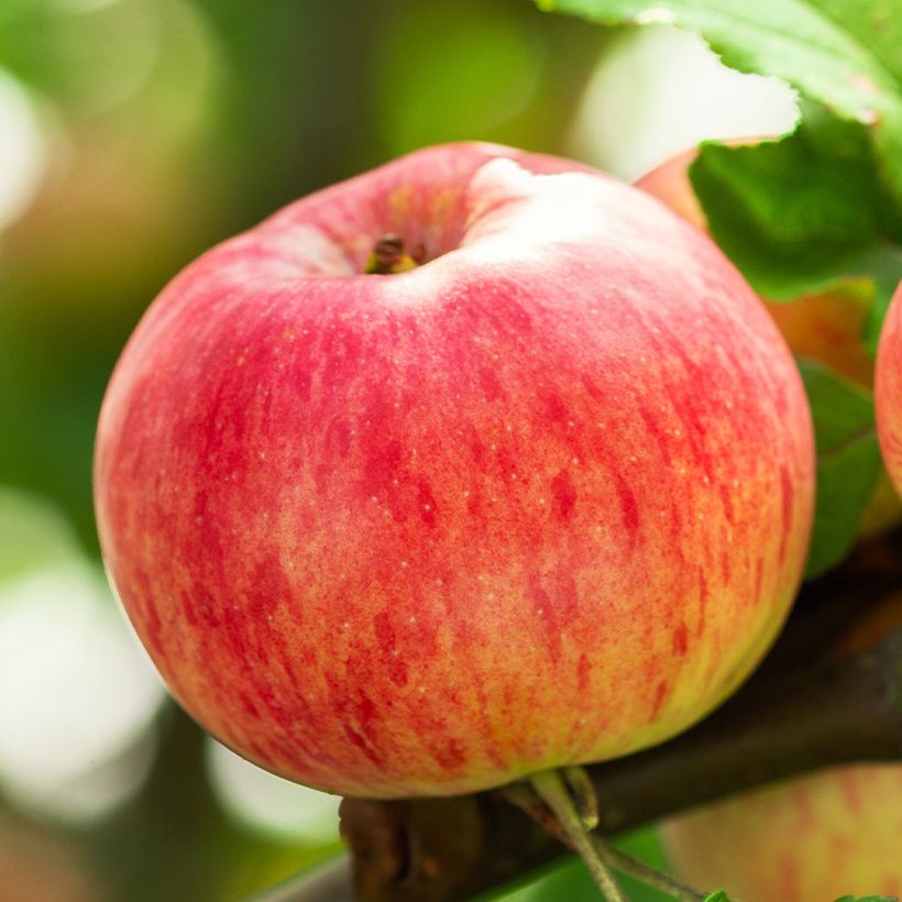 Pommier Astrakan Rouge Bio (Récolte)