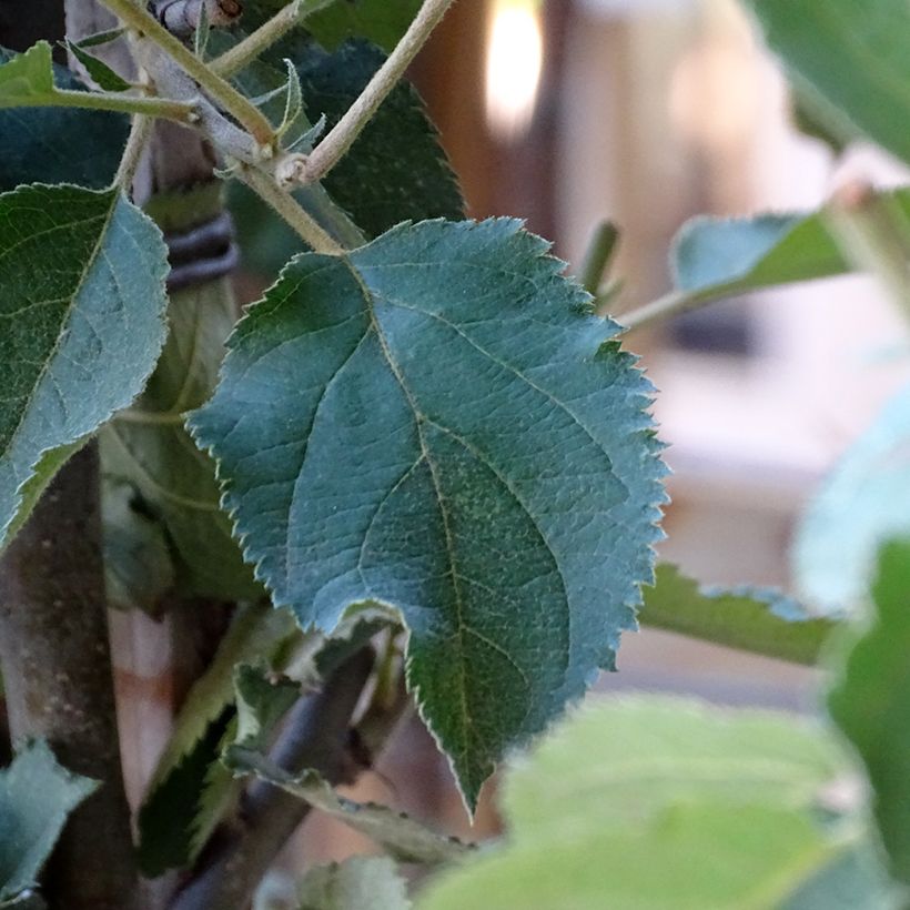 Pommier Belle de Boskoop (Foliage)
