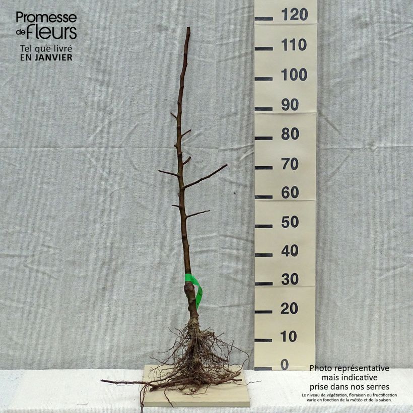 Spécimen de Pommier Belle de Boskoop Bio Racines nues, Scion tel que livré en hiver
