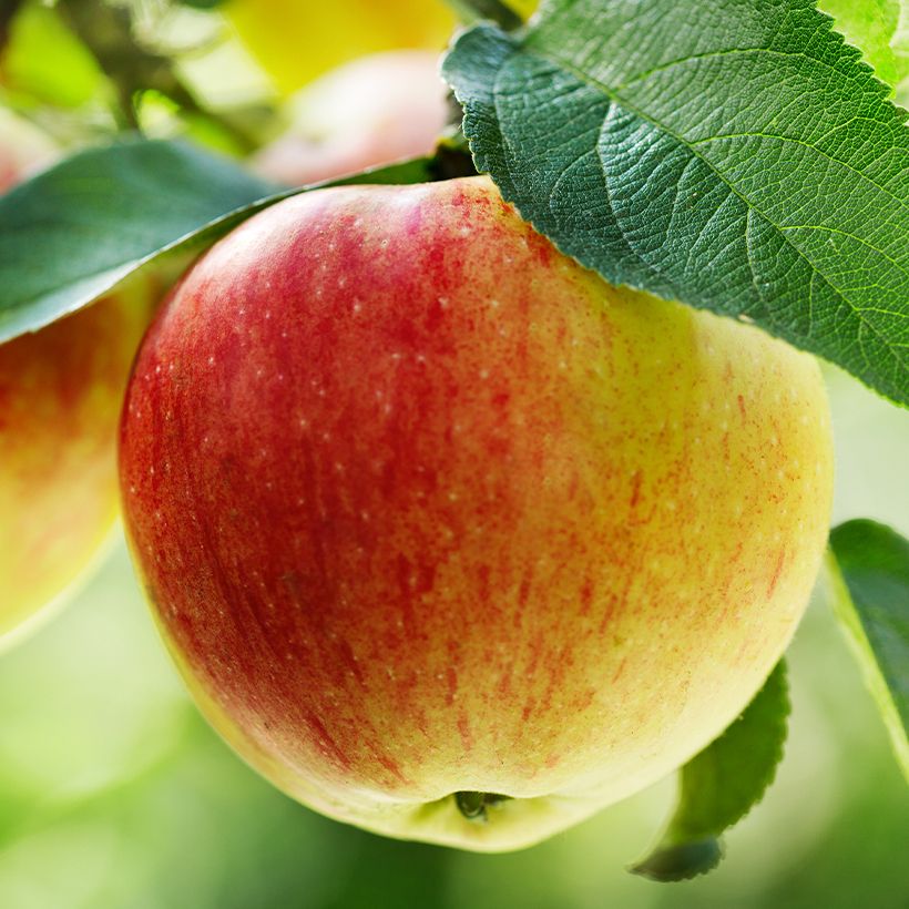 Pommier Belle Fille de la Creuse Bio (Récolte)