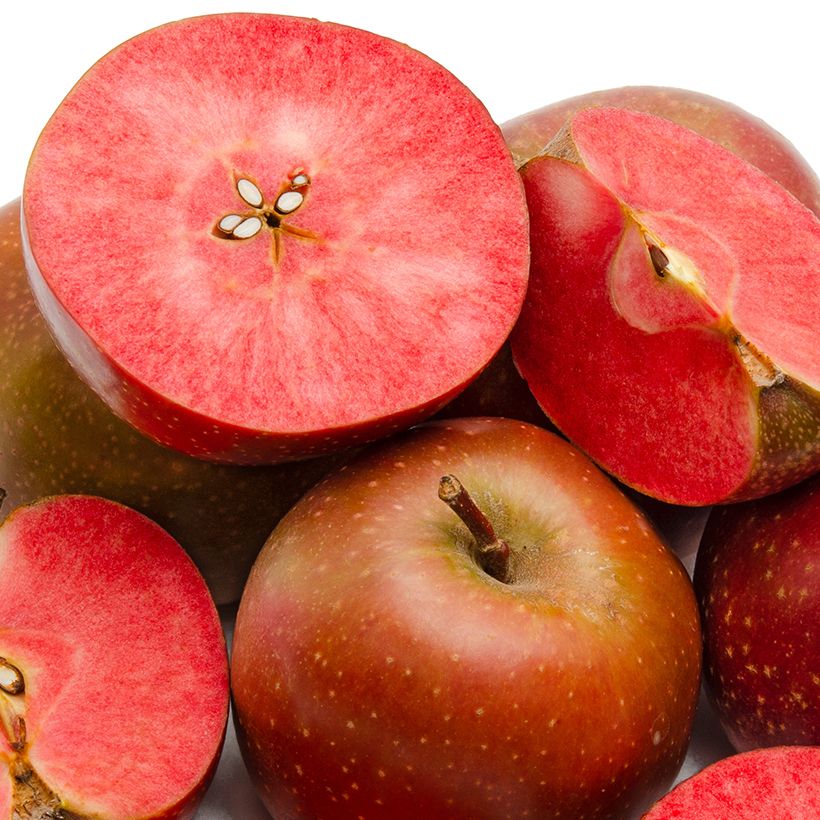 Pommier Blush rosette - pomme sanguine (Harvest)