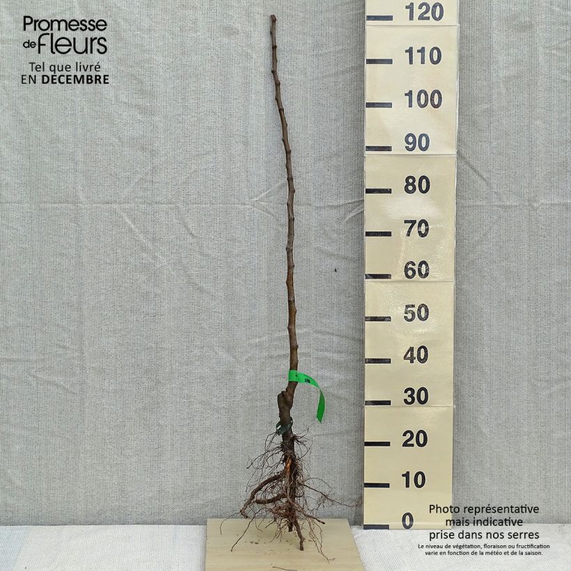 Spécimen de Pommier Bon père Racines nues, Scion tel que livré en hiver