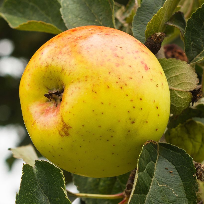 Pommier Bonne Hotture (Récolte)