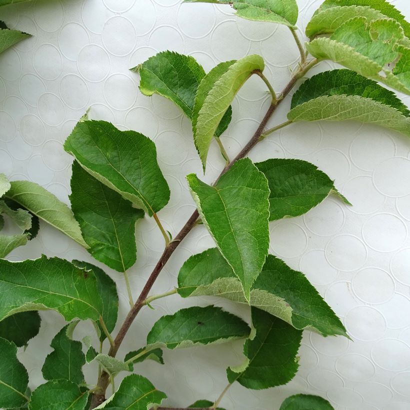 Pommier Calville Rouge d'Hiver (Foliage)