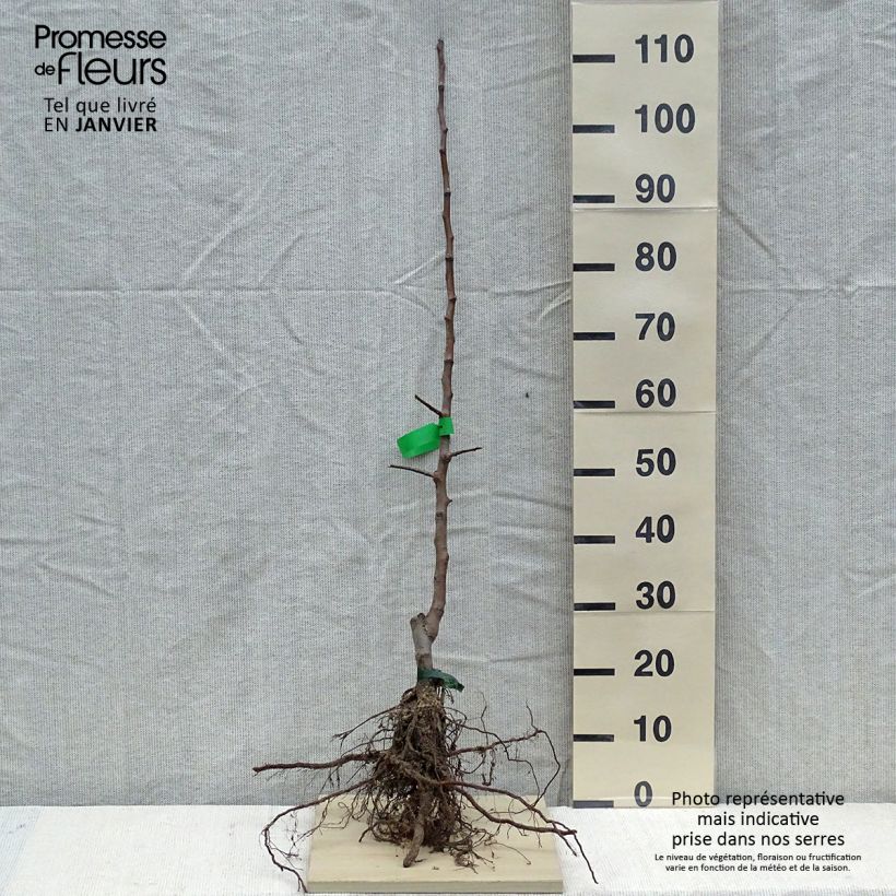 Example of Pommier Calville Rouge d'Hiver Racines nues, Scion, Bio AB as you get in hiver