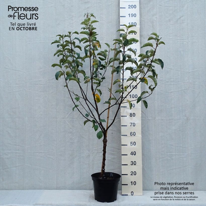 Spécimen de Pommier Calville Rouge d'Hiver Pot de 7,5L/10L, Gobelet tel que livré en automne