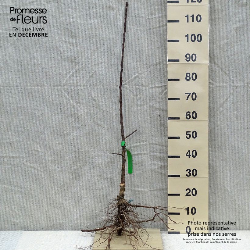 Spécimen de Pommier Châtaignier Bio Racines nues, Scion tel que livré en hiver