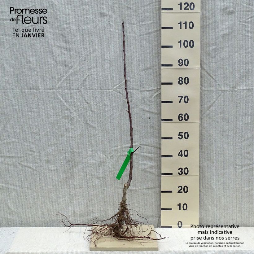 Spécimen de Pommier Cox Orange Pippin Bio Racines nues, Scion tel que livré en hiver