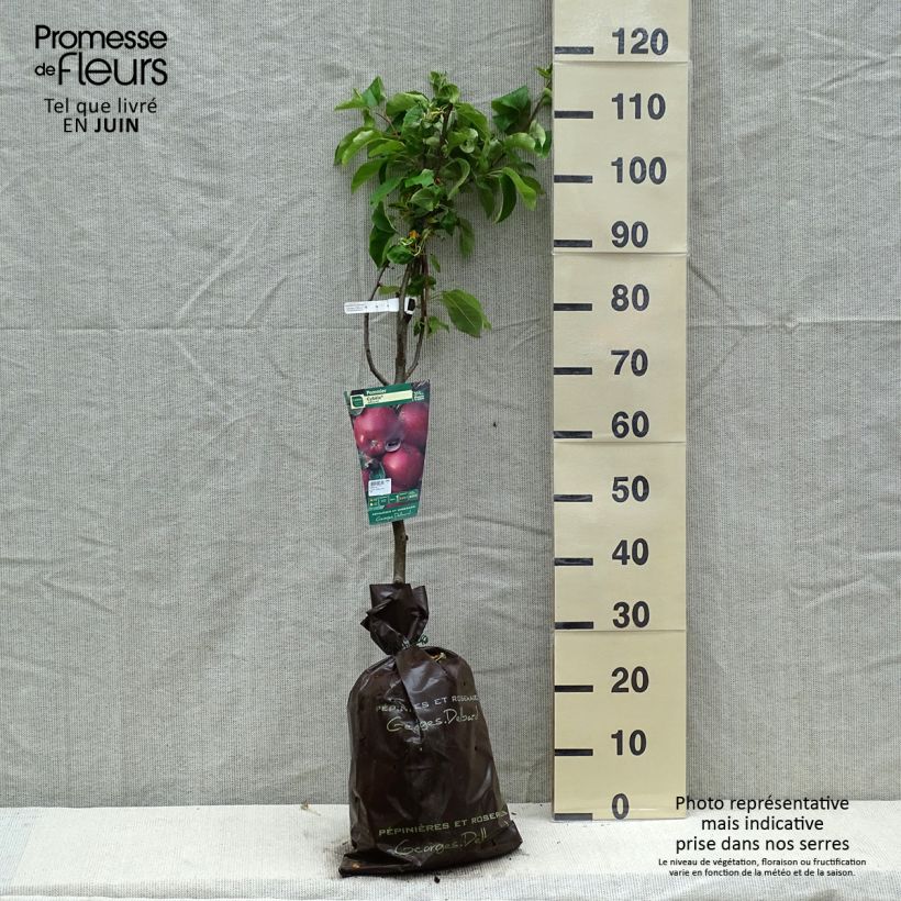 Spécimen de Pommier Cybèle - Georges Delbard Motte "Prêt-à-planter", Gobelet tel que livré au printemps