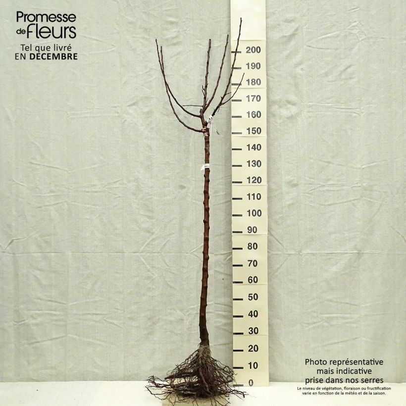 Spécimen de Pommier Divine - Georges Delbard Racines nues, Demi-Tige tel que livré en hiver
