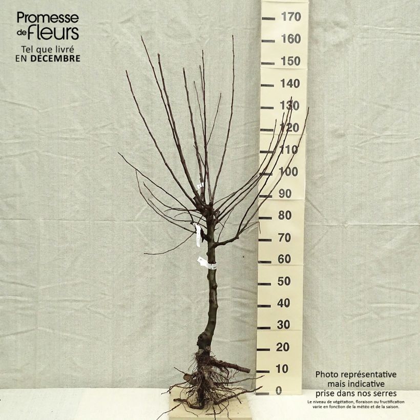 Spécimen de Pommier Divine - Georges Delbard Racines nues, Gobelet tel que livré en hiver