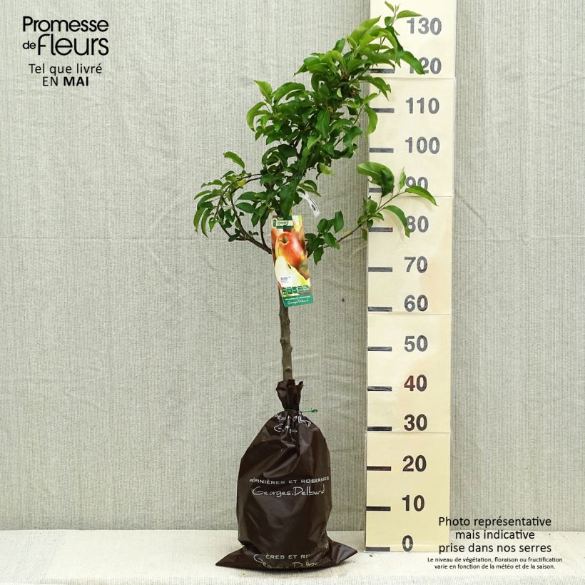 Example of Pommier Delbarestivale - Georges Delbard Motte "Prêt-à-planter", Gobelet as you get in printemps