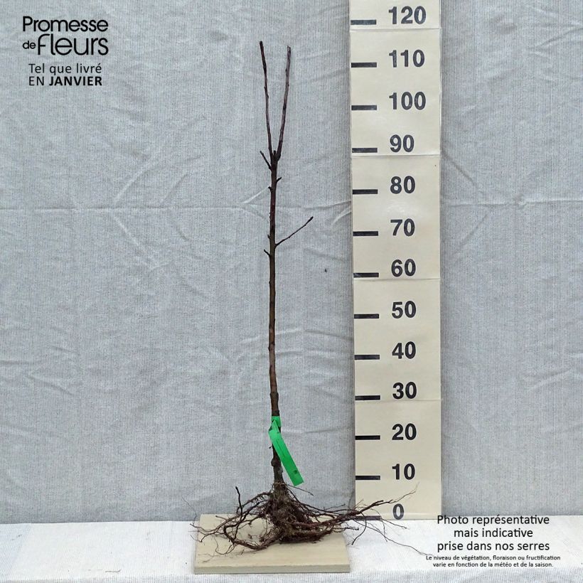 Example of Pommier Elstar Racines nues, Scion as you get in hiver