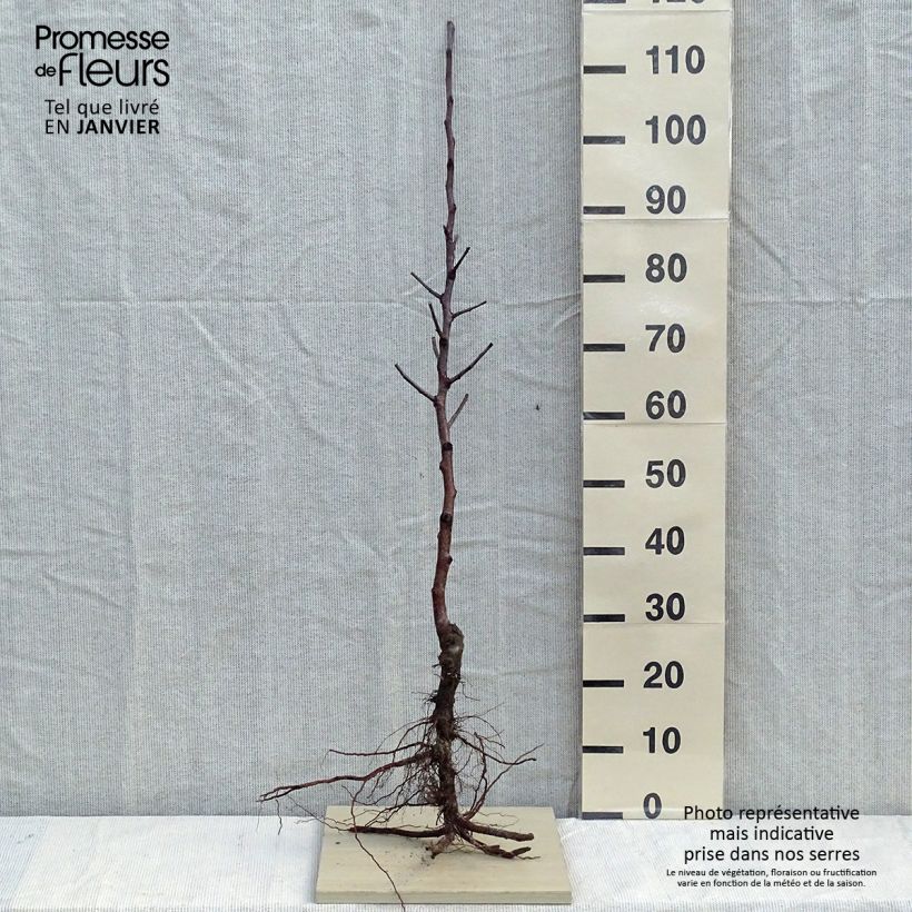Example of Pommier Fuji Racines nues, Scion, Bio AB as you get in hiver