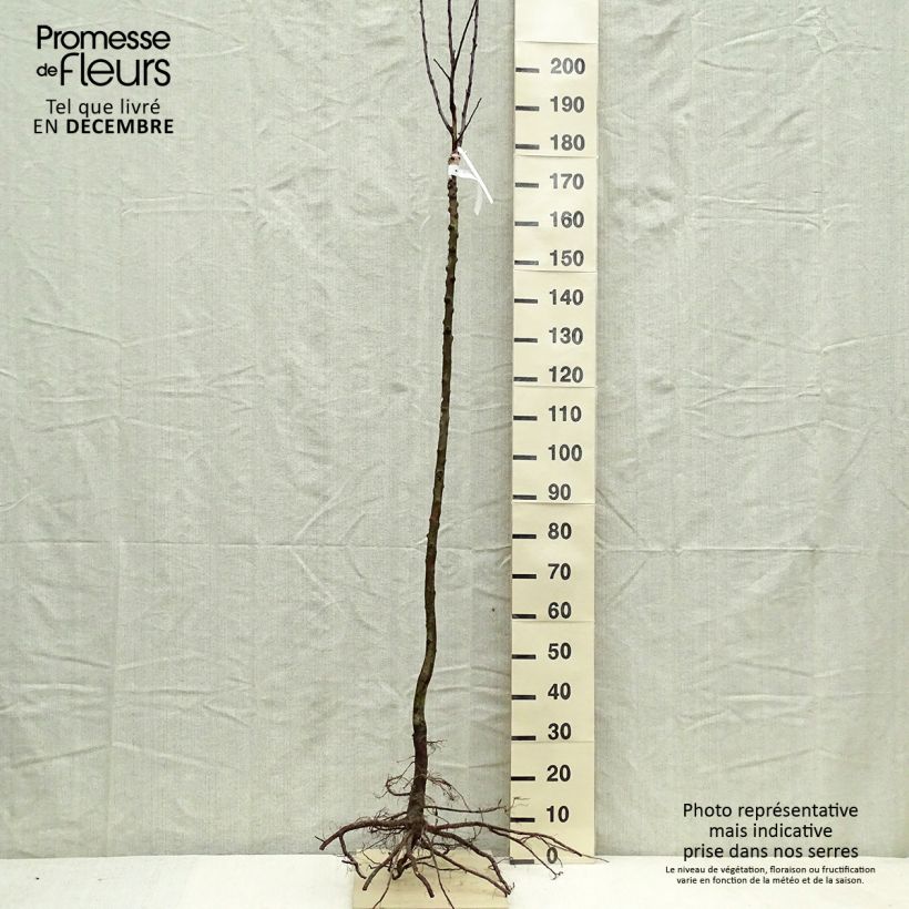 Example of Pommier Gloster Racines nues, Demi-Tige as you get in hiver