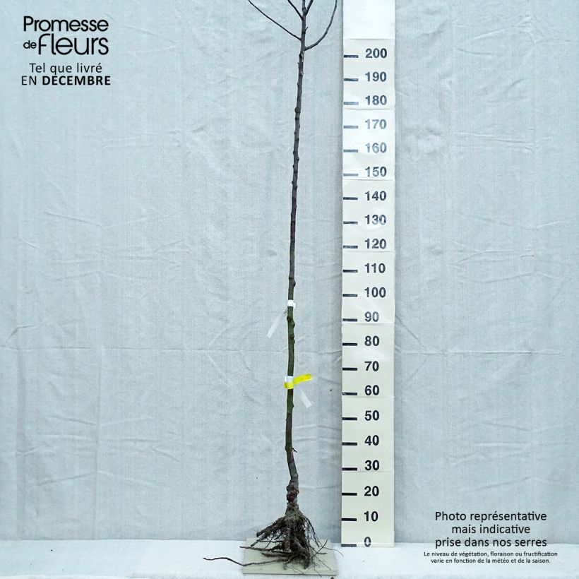 Example of Pommier Gloster Racines nues, Haute-Tige as you get in hiver