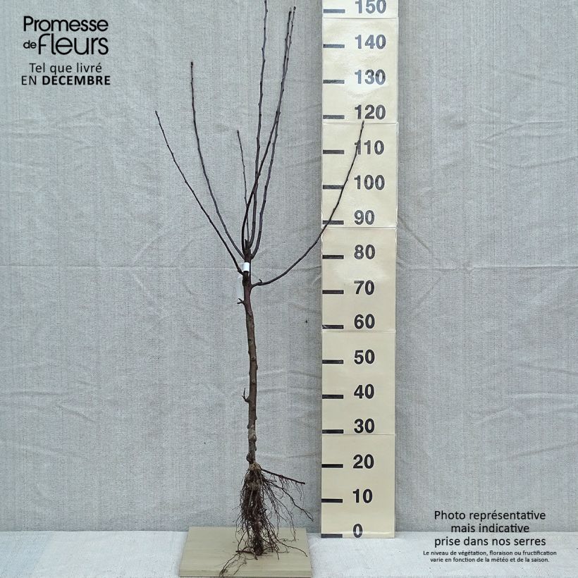 Example of Pommier Gloster Racines nues, Gobelet as you get in hiver