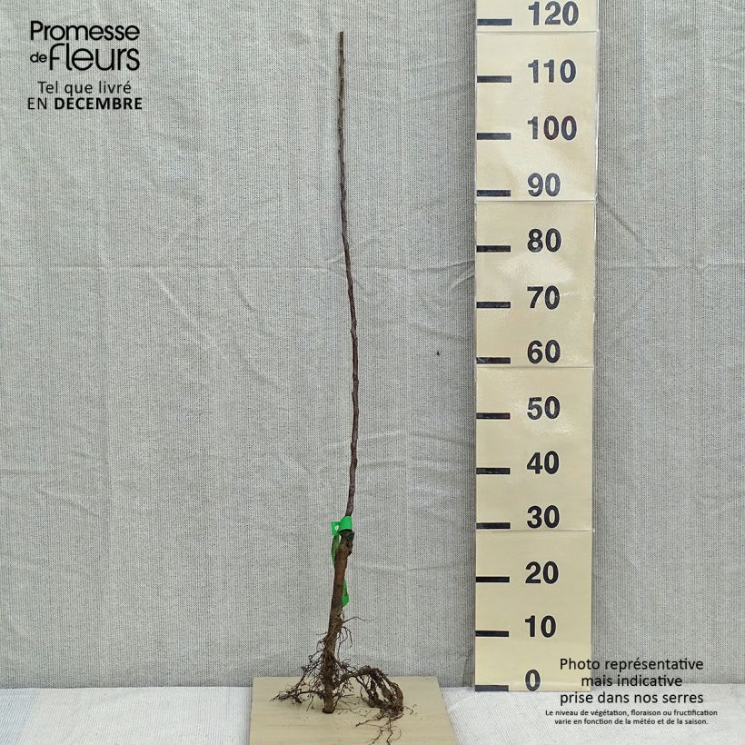 Example of Pommier Golden Delicious Bio as you get in hiver