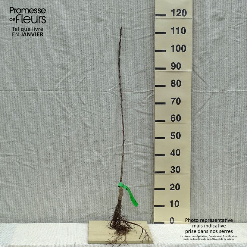 Example of Pommier Grand Alexandre Racines nues, Scion, Bio AB as you get in hiver