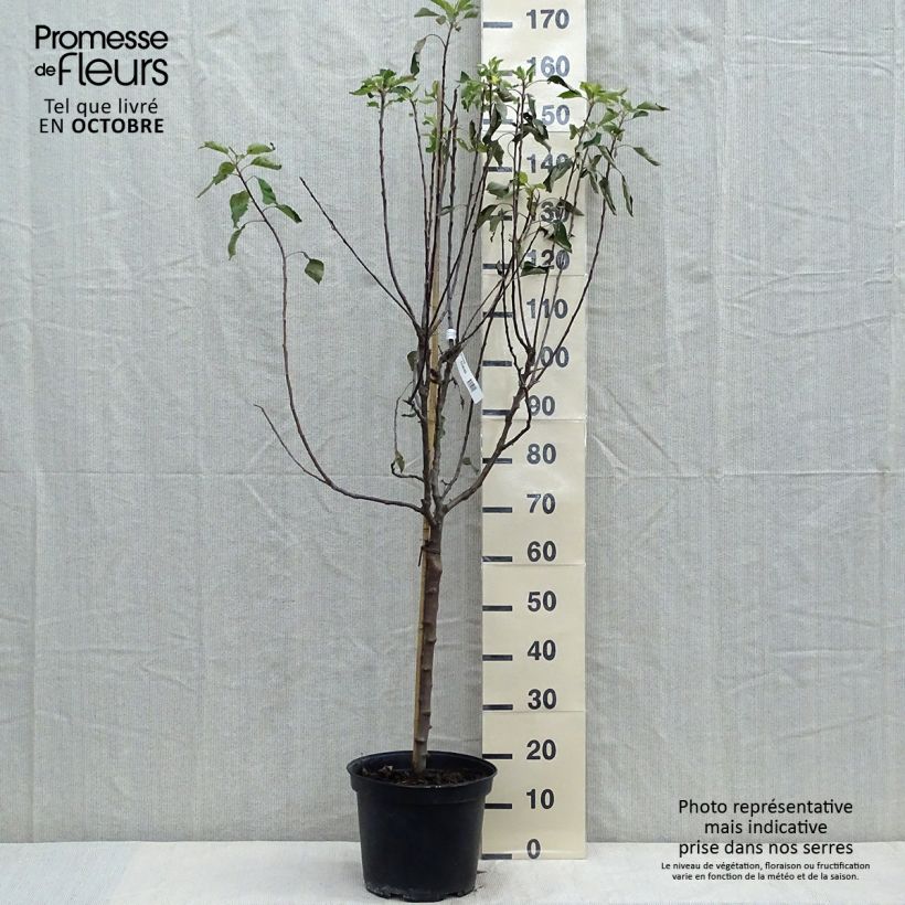 Spécimen de Pommier Grand Alexandre Pot de 7,5L/10L, Gobelet tel que livré en automne