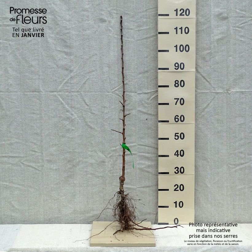 Spécimen de Pommier Grand-mère Bio - Reinette Grand-mère   Racines nues, Scion tel que livré en hiver