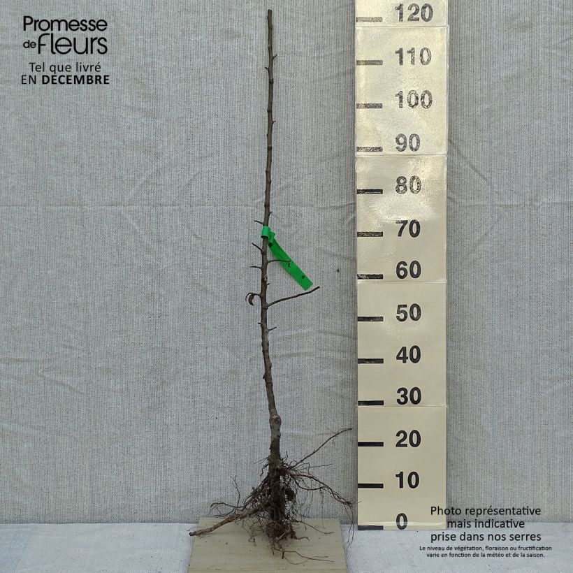 Example of Pommier Granny Smith Racines nues, Scion, Bio AB as you get in hiver