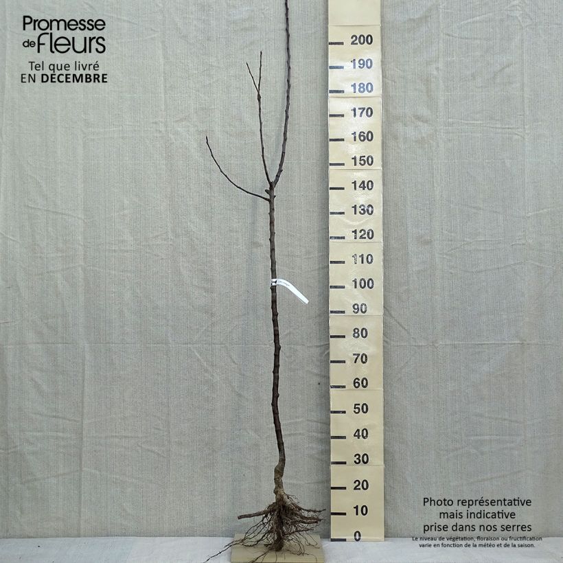 Example of Pommier Jacques Lebel Racines nues, Demi-Tige as you get in hiver