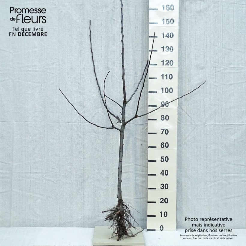 Example of Pommier Jacques Lebel Racines nues, Gobelet as you get in hiver