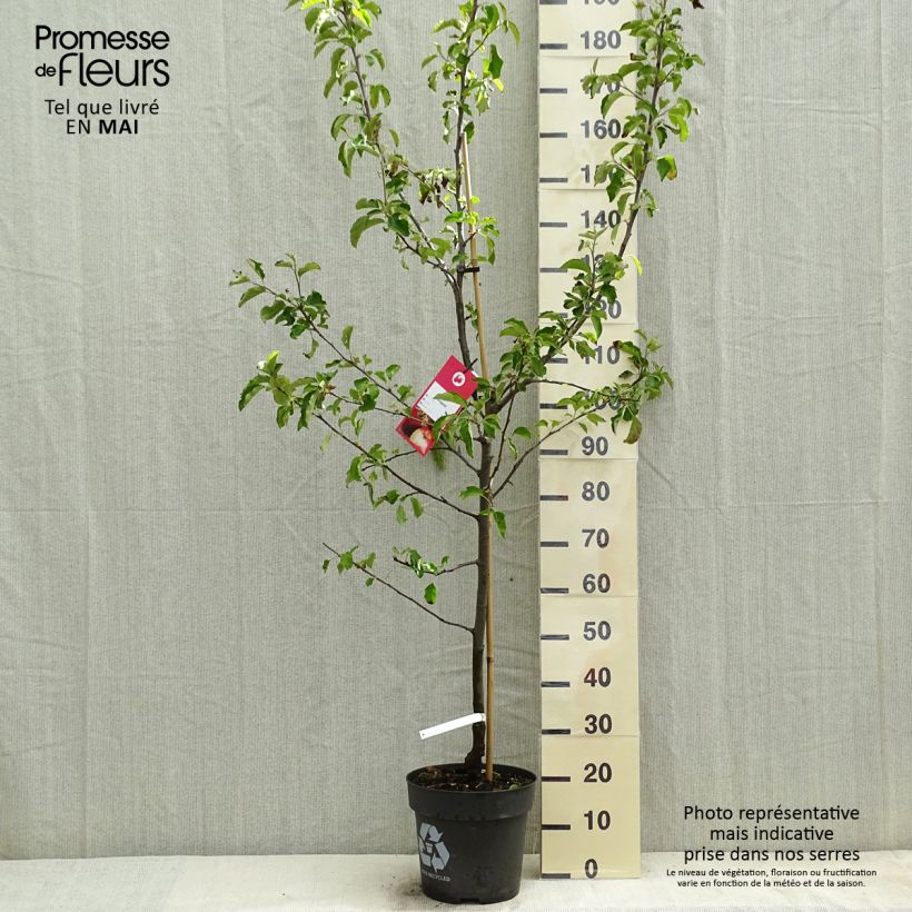 Example of Pommier Jonagold Pot de 7,5L/10L, Gobelet as you get in printemps