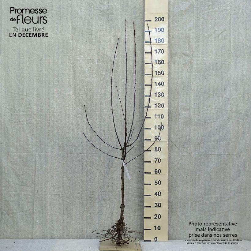 Spécimen de Pommier Jonathan Racines nues, Demi-Tige tel que livré en hiver