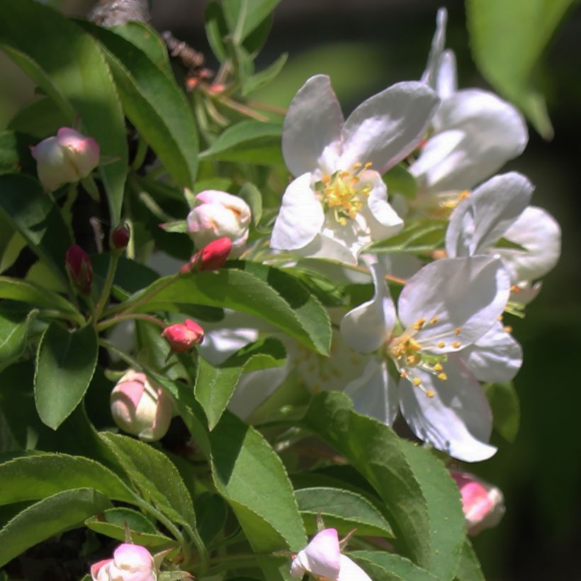 Pommier d'ornement - Malus Sugar Tyme (Flowering)
