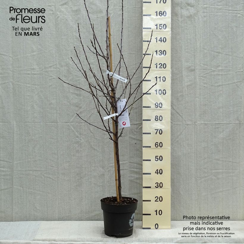 Example of Pommier - Malus domestica Braeburn Pot de 7,5L/10L, Gobelet as you get in printemps