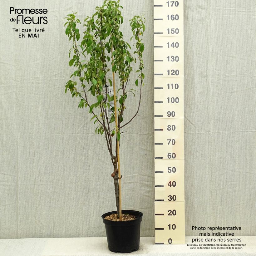 Spécimen de Pommier Museau de Lièvre Pot de 7,5L/10L, Gobelet tel que livré au printemps