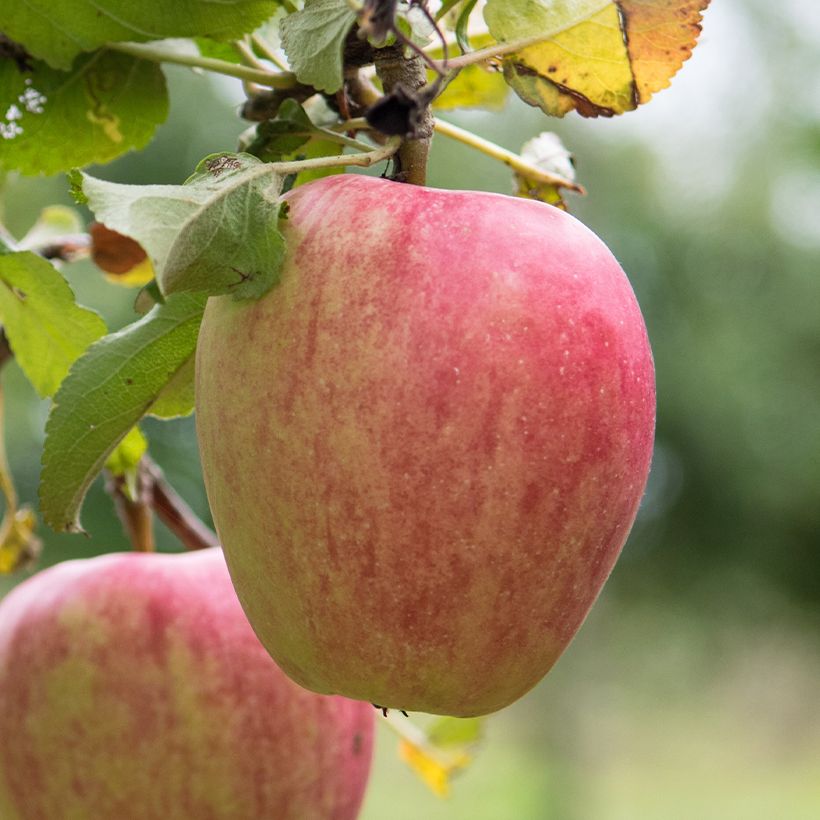 Pommier Pigeonnet de Jerusalem Bio - Gros Pigeonnet (Récolte)