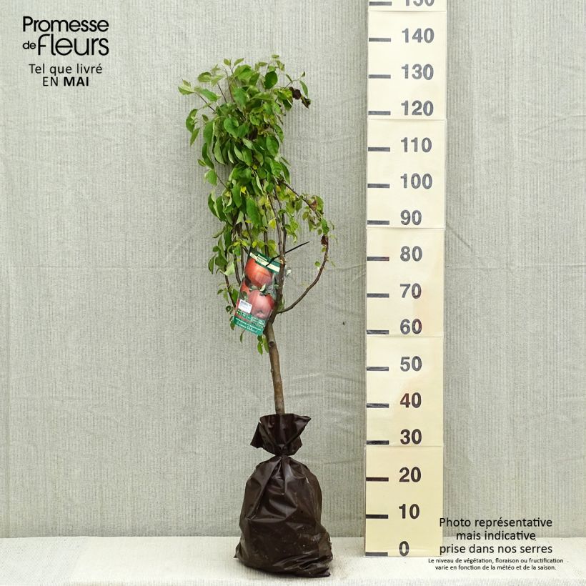 Spécimen de Pommier Regali - Georges Delbard Motte "Prêt-à-planter", Gobelet tel que livré au printemps