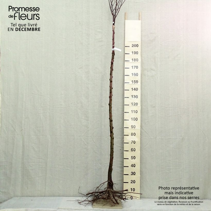 Spécimen de Pommier Reinette De France Racines nues, Haute-Tige tel que livré en hiver
