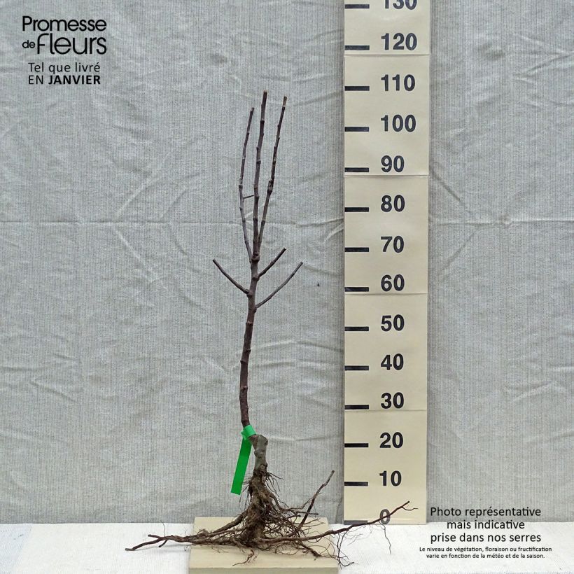 Spécimen de Pommier Reinette d'Armorique Racines nues, Scion tel que livré en hiver