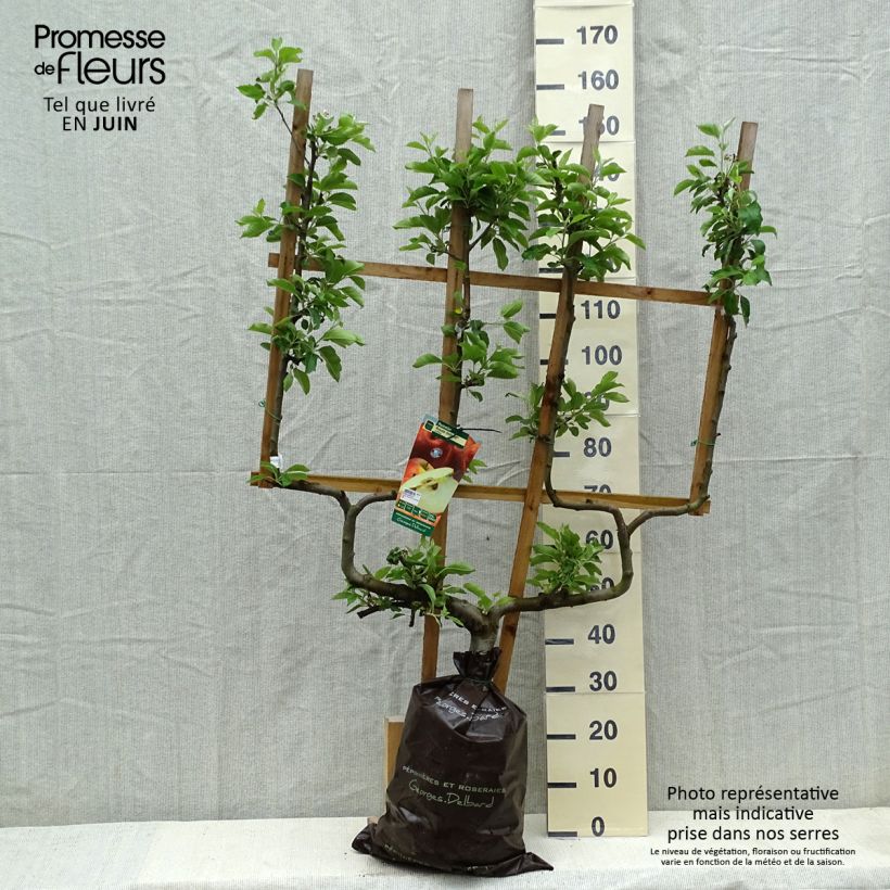 Example of Pommier Royale Delbard - Delbardivine - Georges Delbard Motte "Prêt-à-planter", Palmette double U as you get in printemps