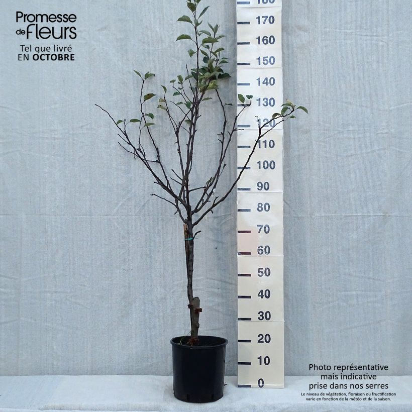 Spécimen de Pommier Starking Delicious Pot de 7,5L/10L, Demi-Tige tel que livré en automne