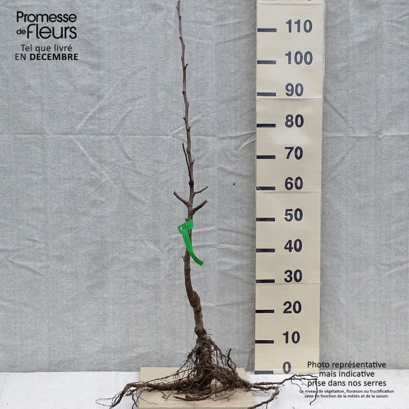 Spécimen de Pommier Transparente Blanche Bio - Pomme des moissons - Saint Anne - Transparente Jaune Racines nues, Scion tel que livré en hiver