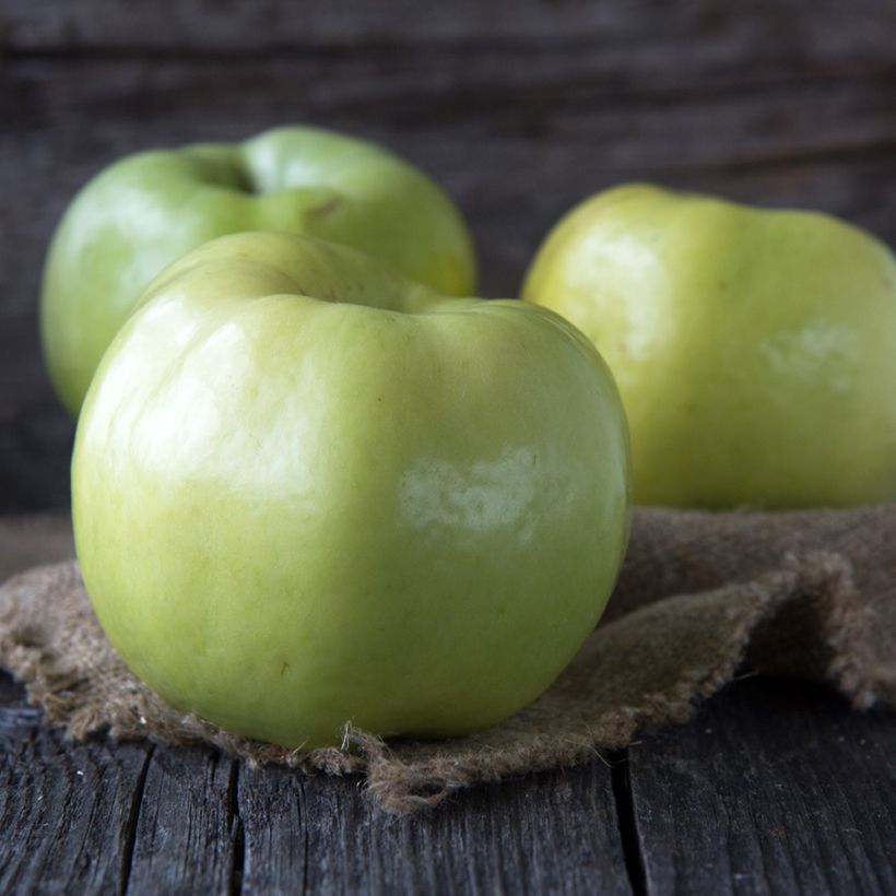 Pommier Transparente Blanche Bio - Pomme des moissons - Saint Anne - Transparente Jaune (Récolte)